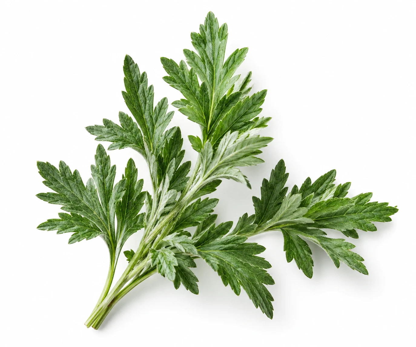 MUGWORT