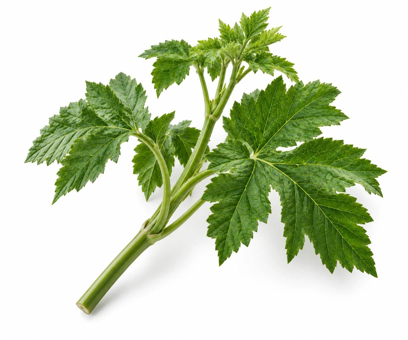 Eosurije leaf