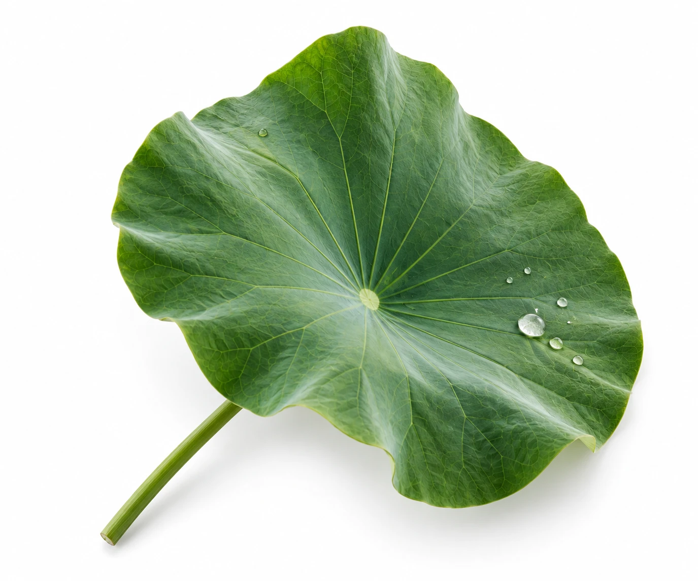 Lotus leaf